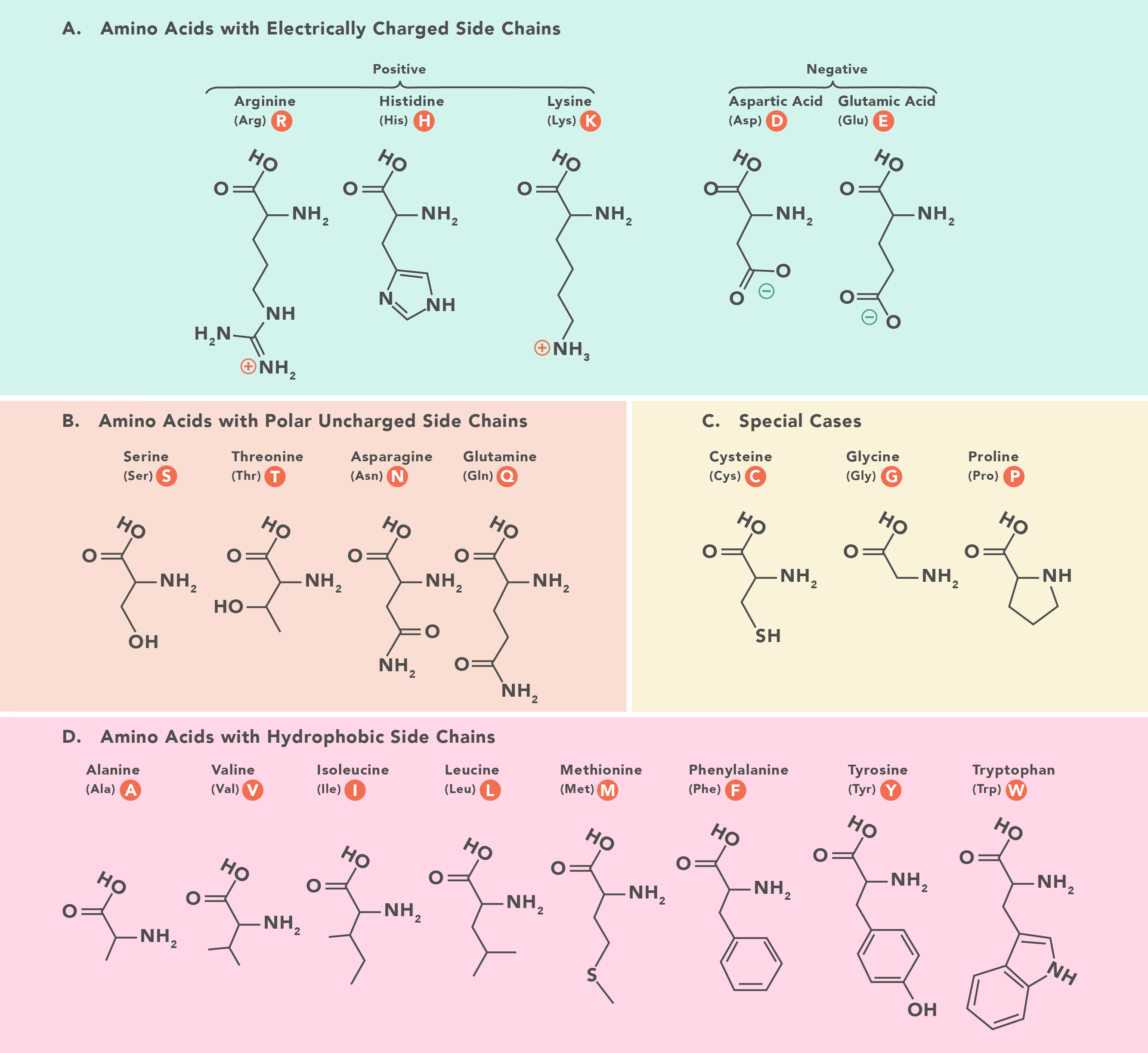 Amino acid classes